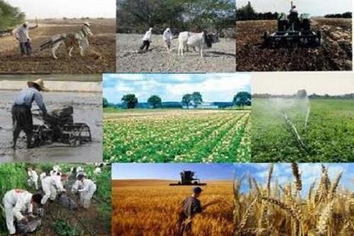 اختصاص ۶۰ درصد مشاغل برکت به حوزه کشاورزی و امنیت غذایی