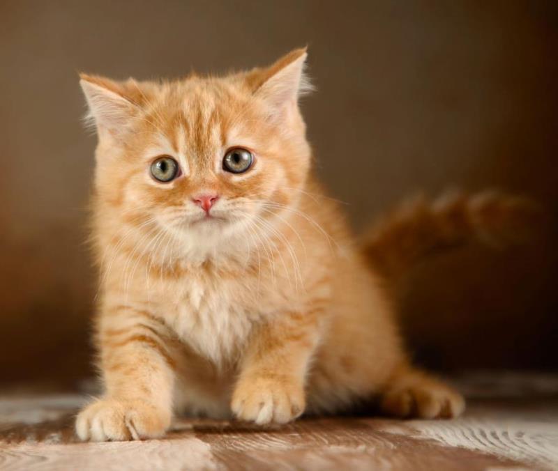 اموزش نگهداری از سگ خانگی