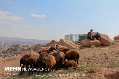 دام زنده بهداشتی هر كیلو 58 هزار تومان
