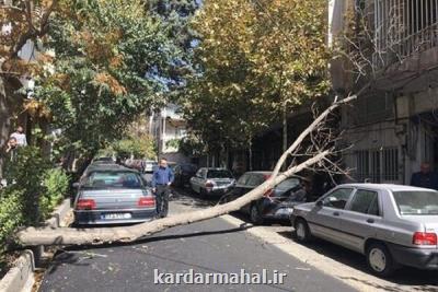 ۱۳ میلیاردریال خسارت سقوط درختان، به شهروندان منطقه یک پرداخت گردید