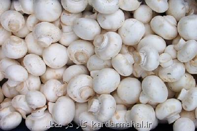 اعلام قیمت انواع قارچ و جوانه در میادین شهرداری تهران