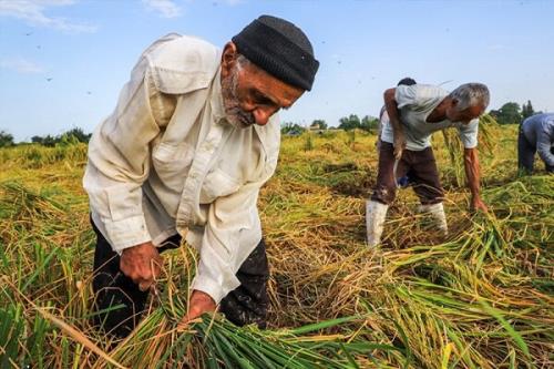 3 و نیم میلیون روستایی زیر پوشش بیمه شده اند