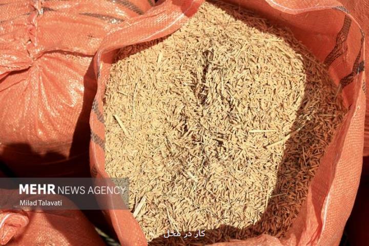 برنج به قدر لازم داریم قیمتها متعادل می شود