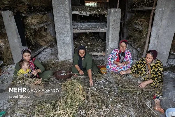 فعال سازی ۱۲ سیستم ارزش روستایی برای توسعه اشتغال