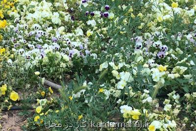 مصوبه خانه باغ عملیاتی شد