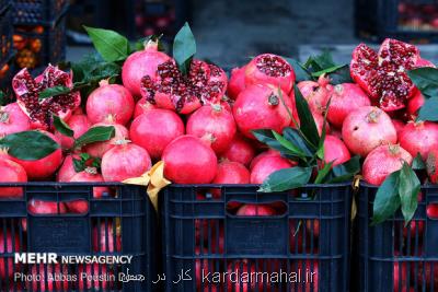 افزایش نظارت بر فعالیت میادین میوه و تره بار در آستانه شب یلدا